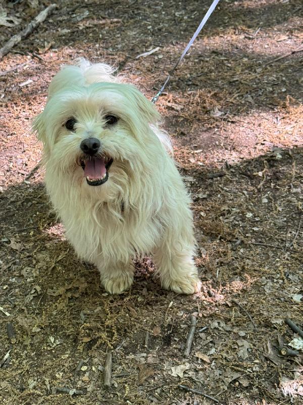 Diego, un adorabile maltese Foto 2